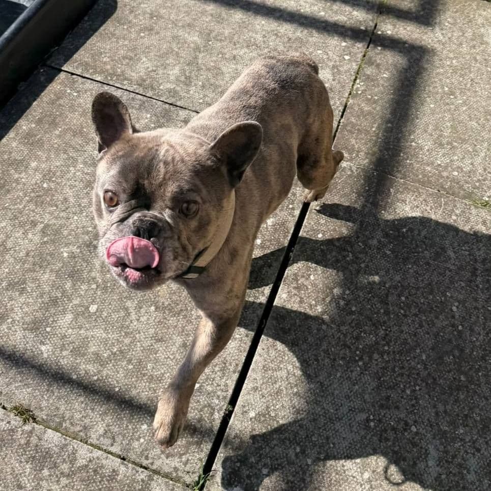 Kermit, a 4 years old male French Bulldog available for adoption from The Cliffe Kennels in South Yorkshire