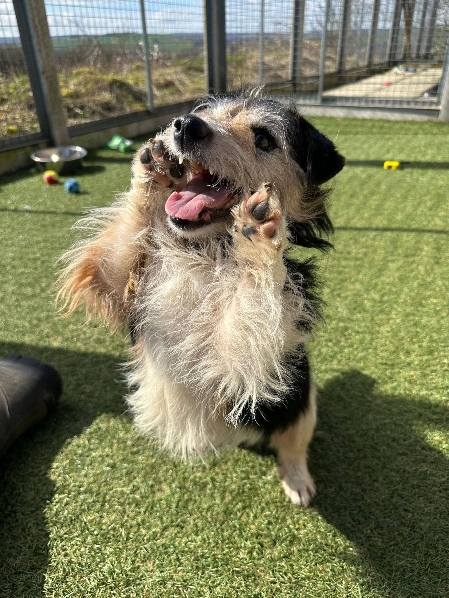 Lisa, a 4 years old female Jack Russell Terrier available for adoption from The Cliffe Kennels in South Yorkshire
