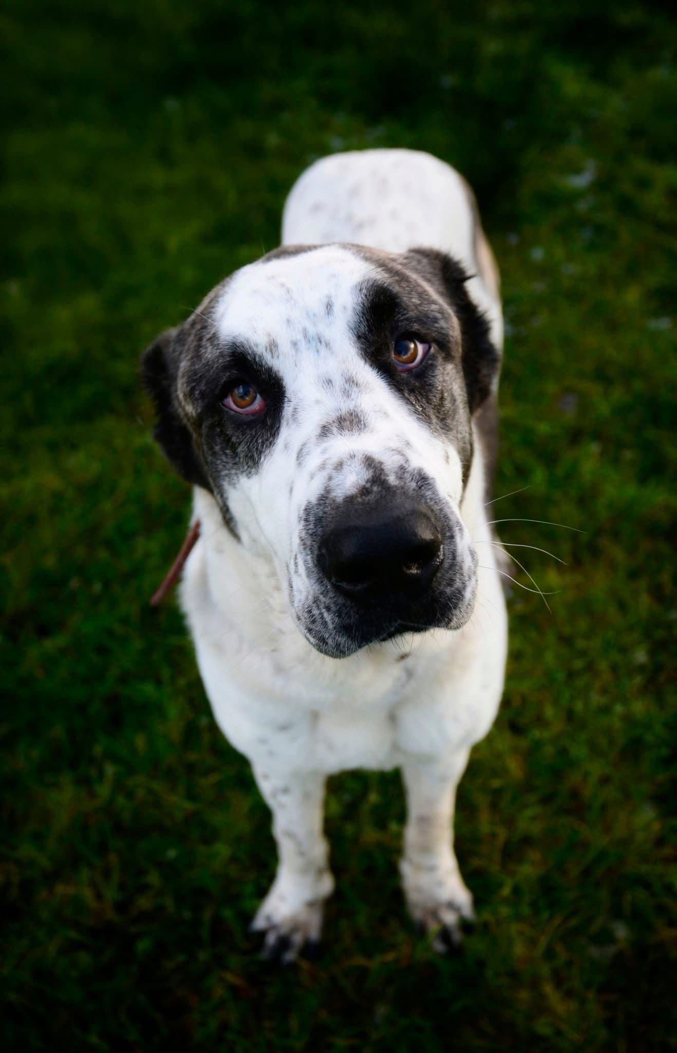 Alsa, a 1 year old female Caucasian Shepherd available for adoption from The Barn Animal Rescue in Northern Ireland