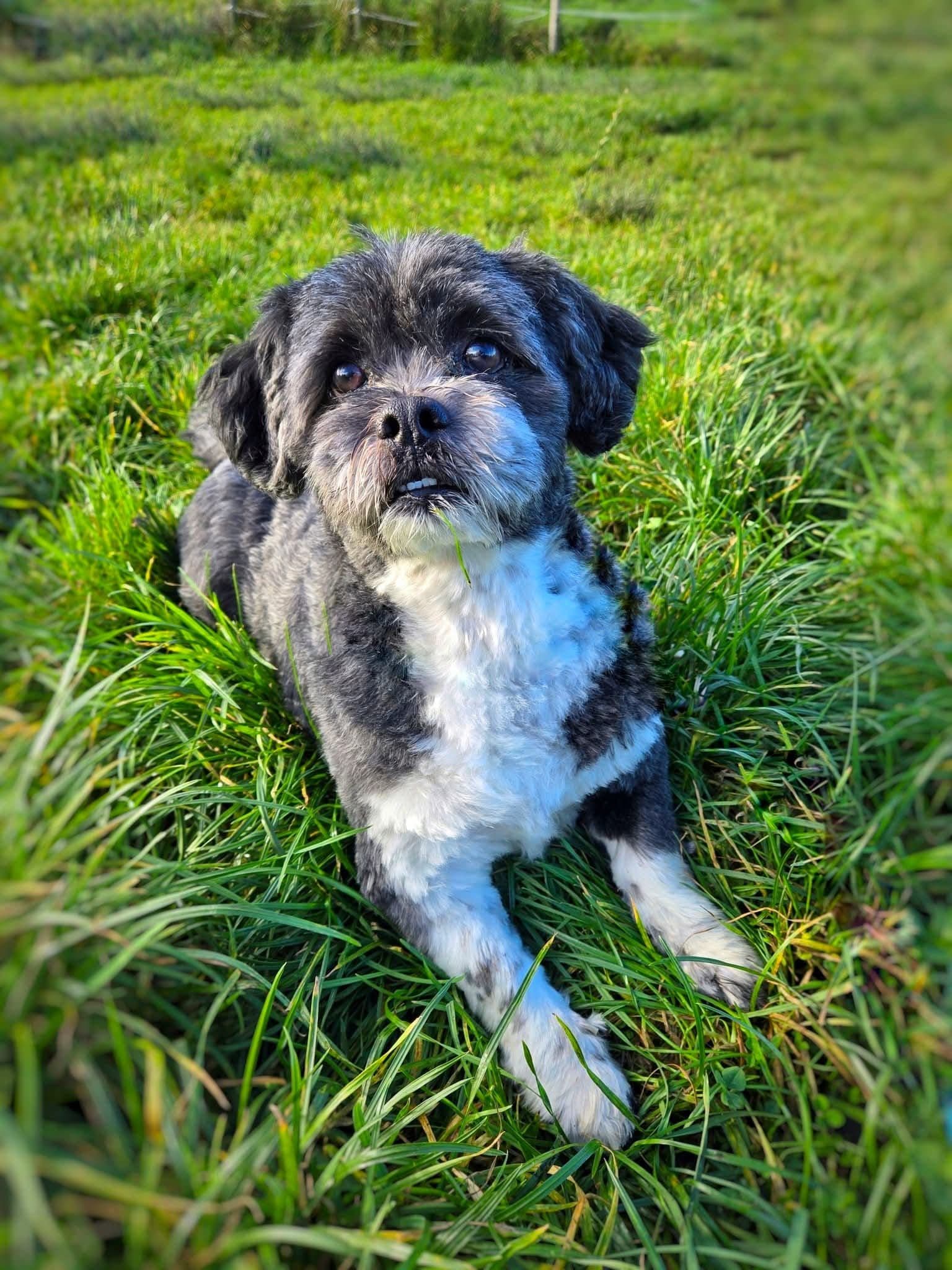 Bruce, a 5 years old male Shih Tzu available for adoption from The Barn Animal Rescue in Northern Ireland