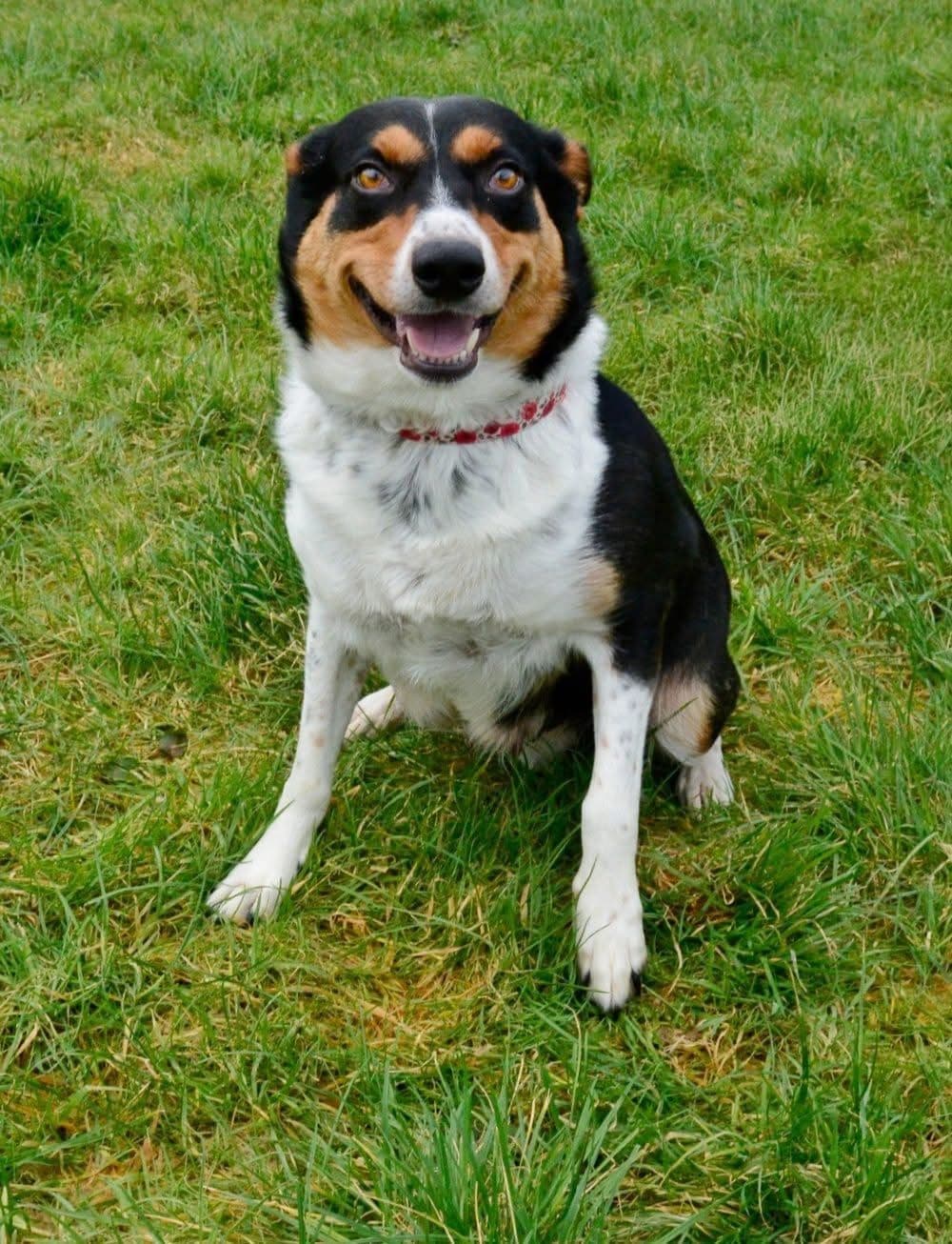Beautiful Lady, a 4 years old female Collie available for adoption from The Barn Animal Rescue in Northern Ireland