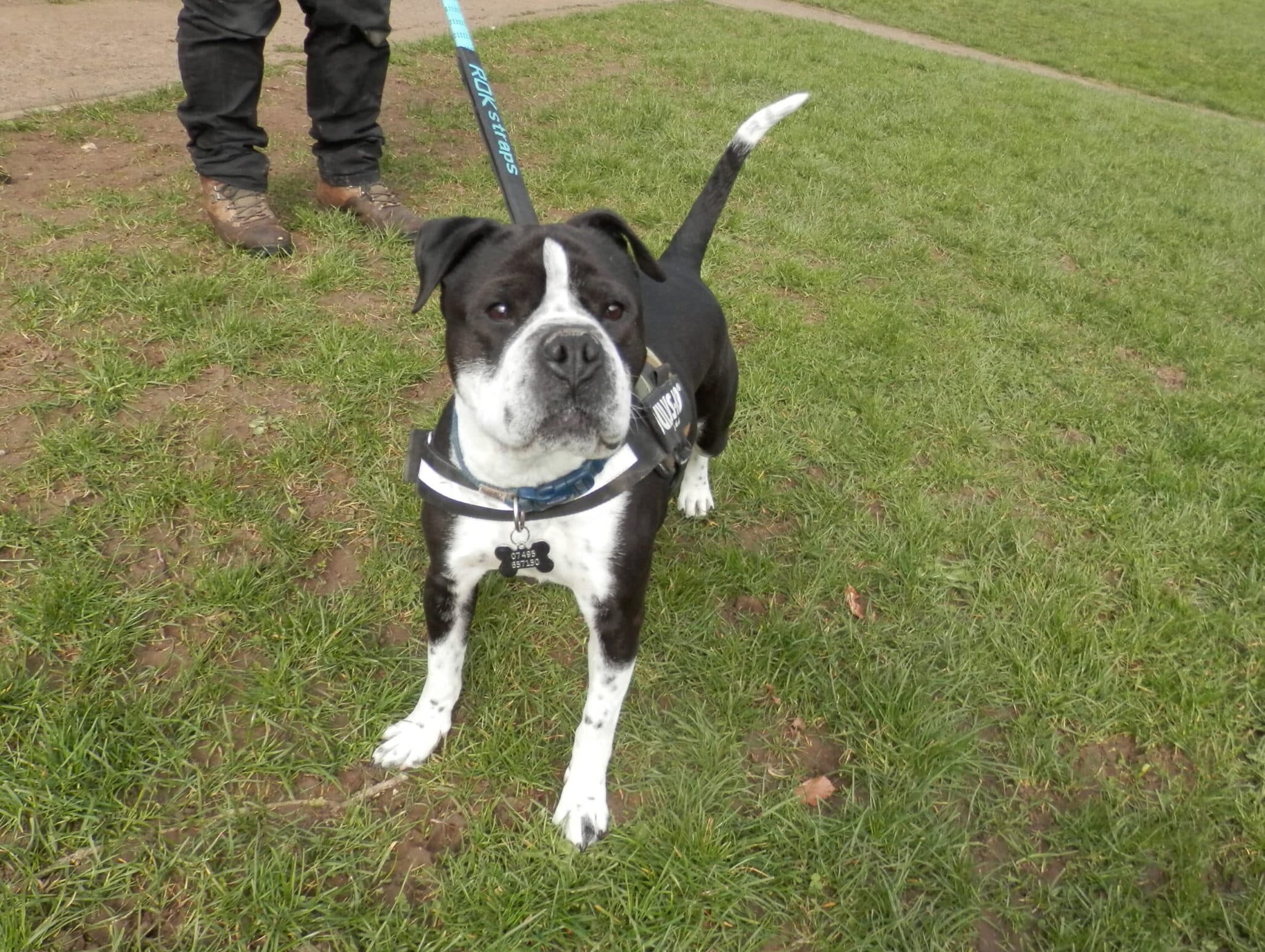 Loki, a 6 years old male Shar Pei available for adoption from Leicester Animal Rescue in Leicestershire