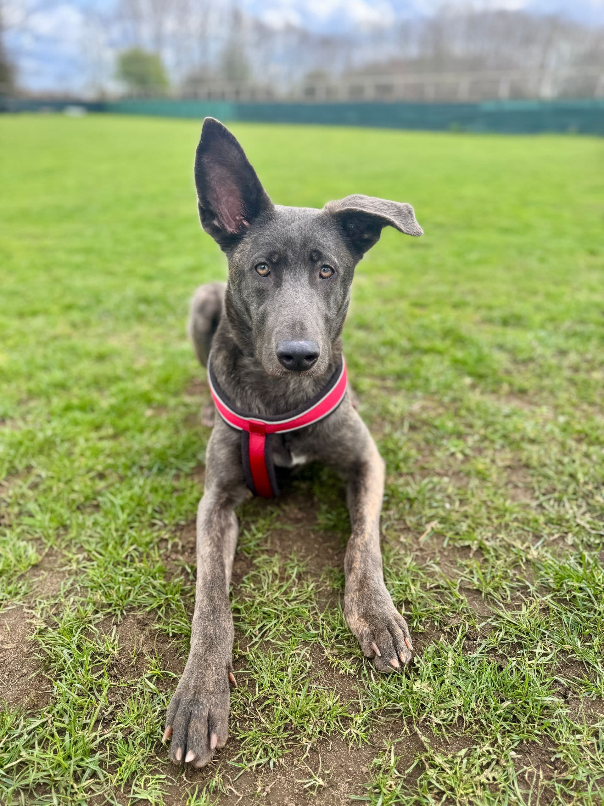 Flo, a 2 years old female German Shepherd available for adoption from Paws A While Shelter in Staffordshire