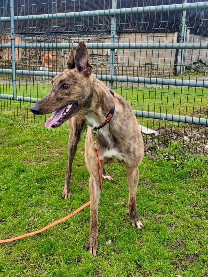 Pete, a 3 years old male Greyhound available for adoption from Paws A While Shelter in Staffordshire