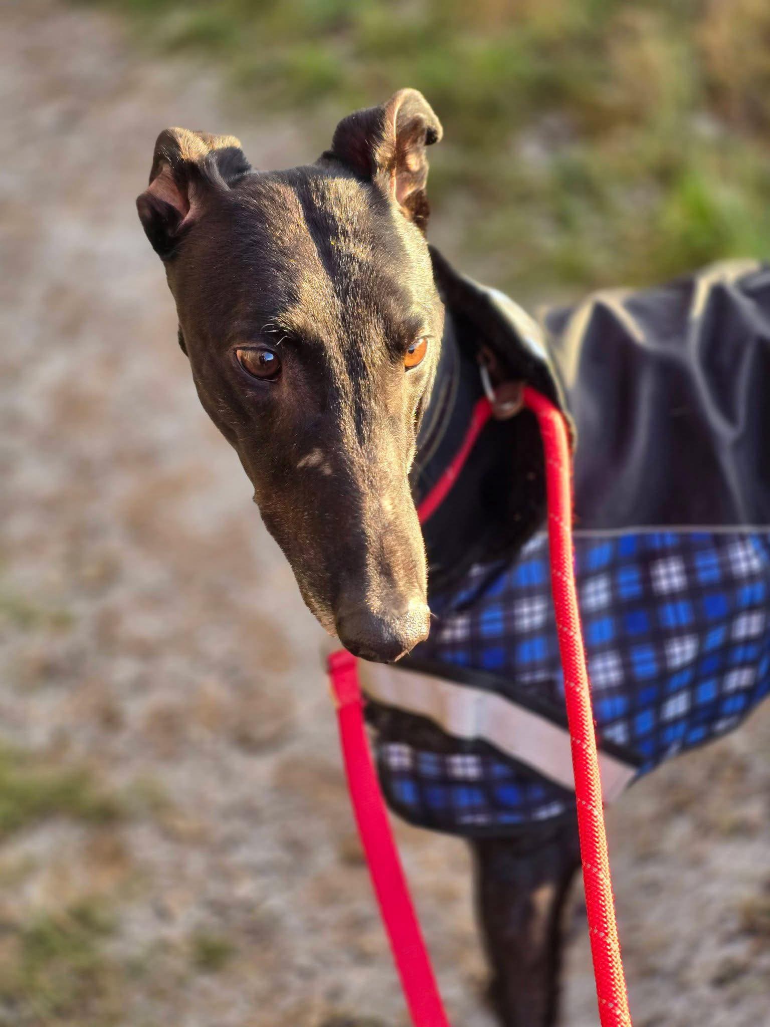 Aero, a 3 years old male Greyhound available for adoption from Maxis Mates in North Yorkshire