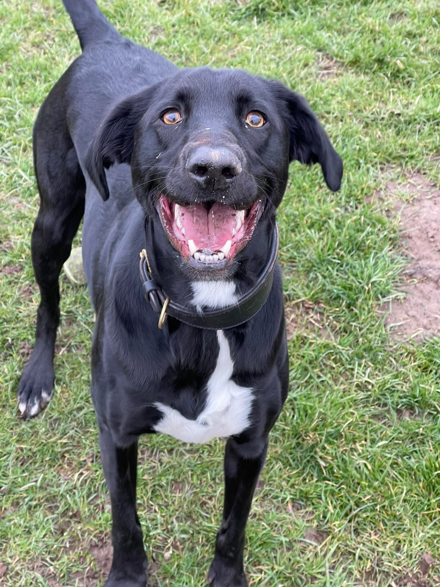Alan, a 6 years old male Labrador available for adoption from Maxis Mates in North Yorkshire