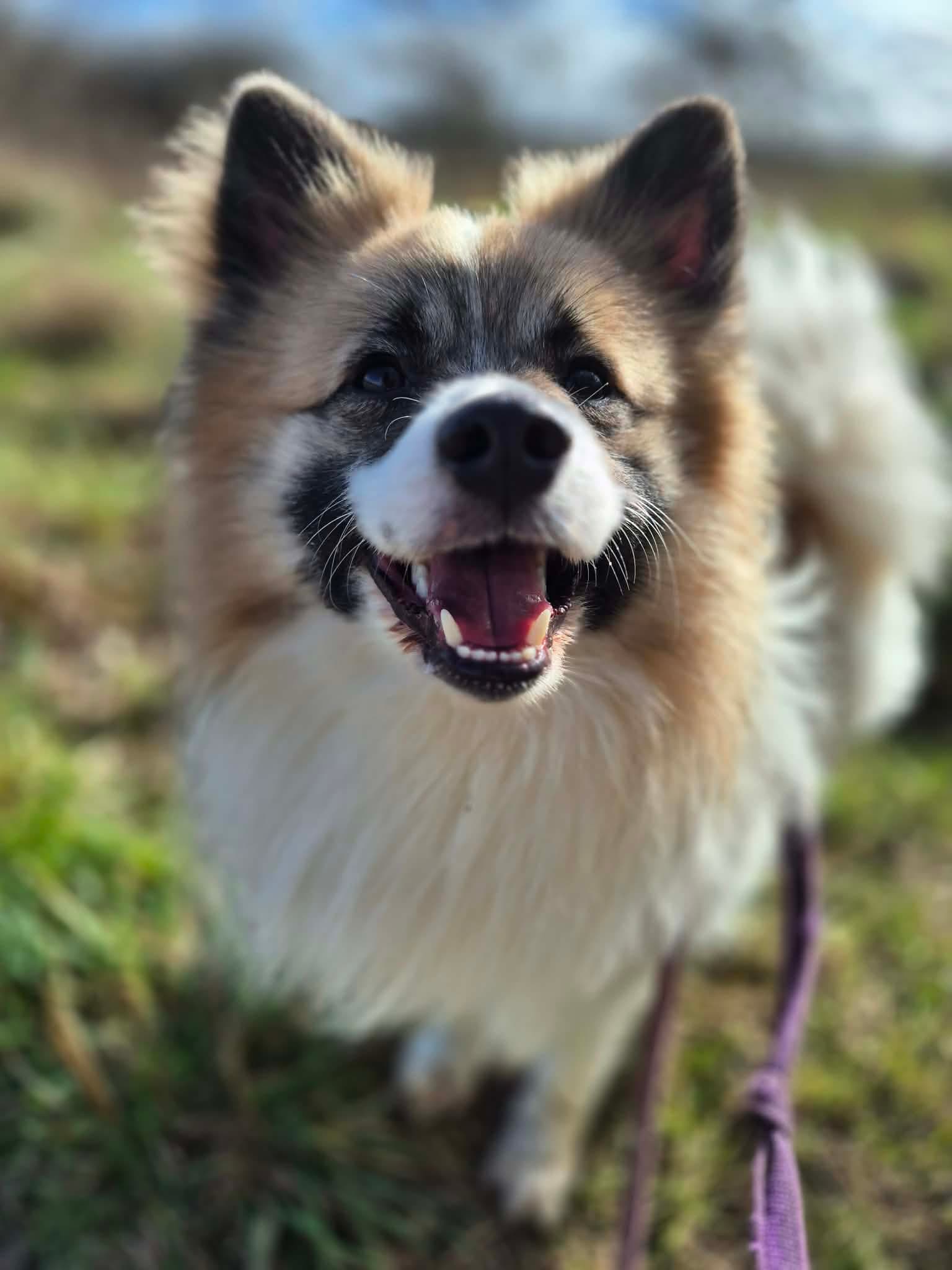 Copper, a 2 years old male Pomeranian available for adoption from Maxis Mates in North Yorkshire