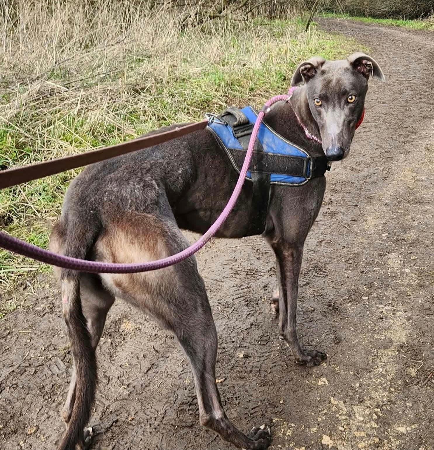 Broxi, a 3 years old male Greyhound available for adoption from Maxis Mates in North Yorkshire