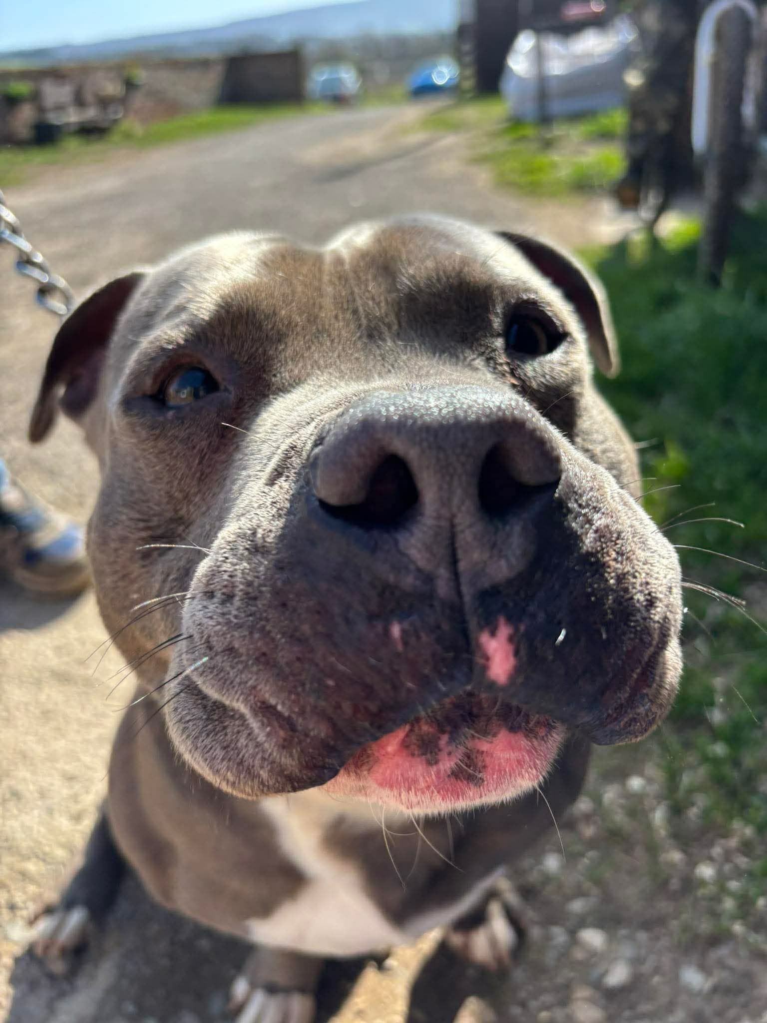 Bruno, a 7 years old male Staffordshire Bull Terrier available for adoption from Maxis Mates in North Yorkshire