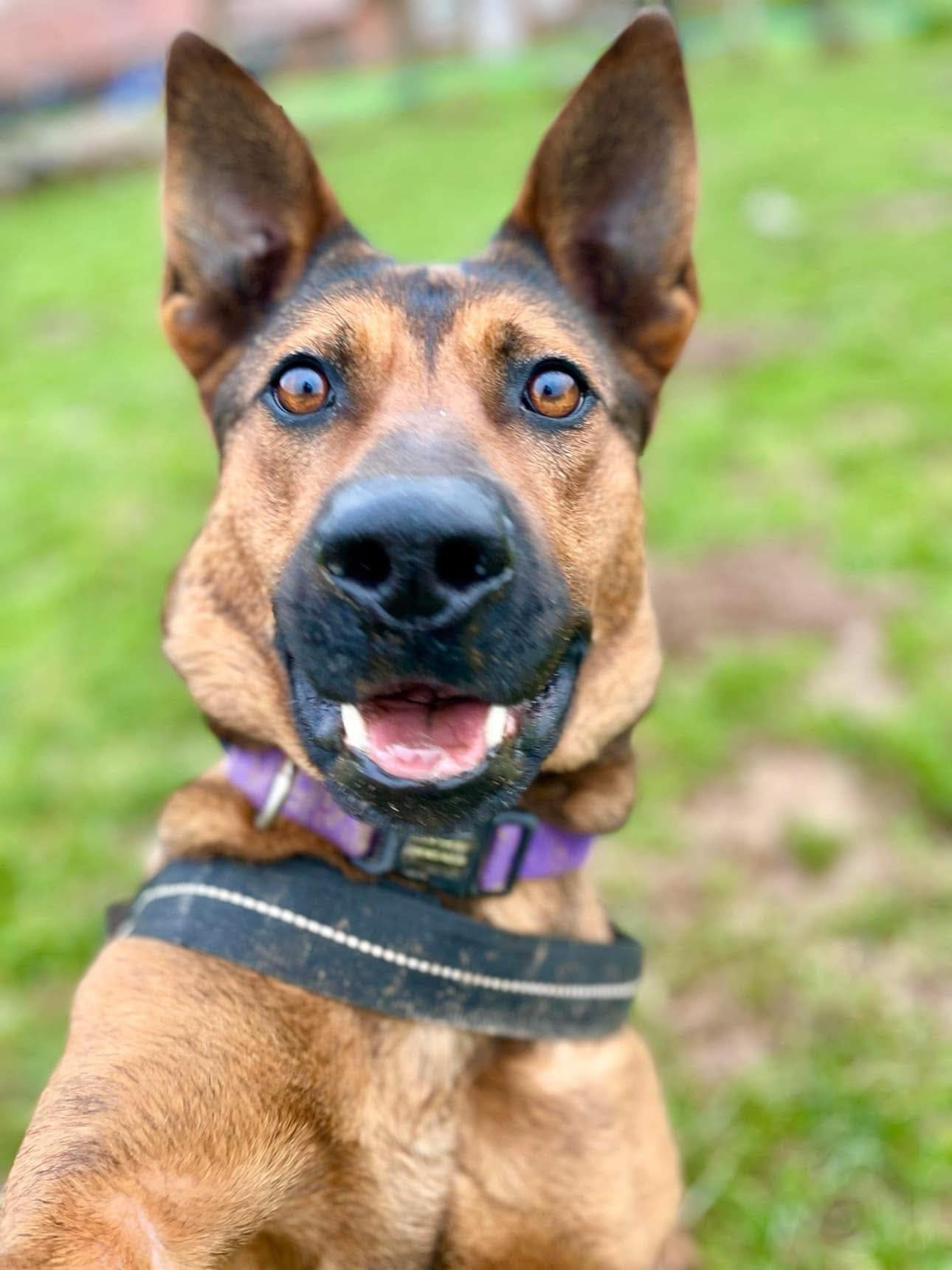 Hazel, a 4 years old female Chow Chow available for adoption from Maxis Mates in North Yorkshire