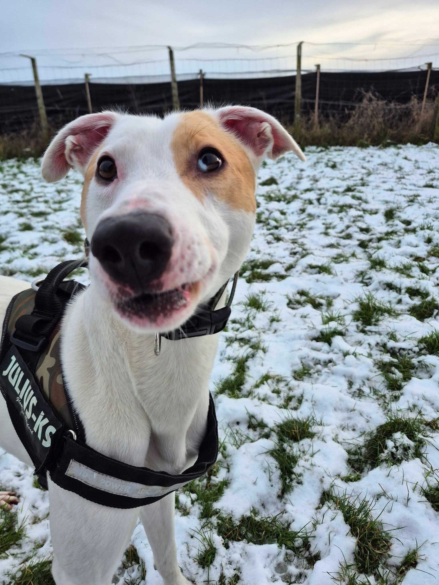 Dexter, a 1 year old male Lurcher available for adoption from Maxis Mates in North Yorkshire