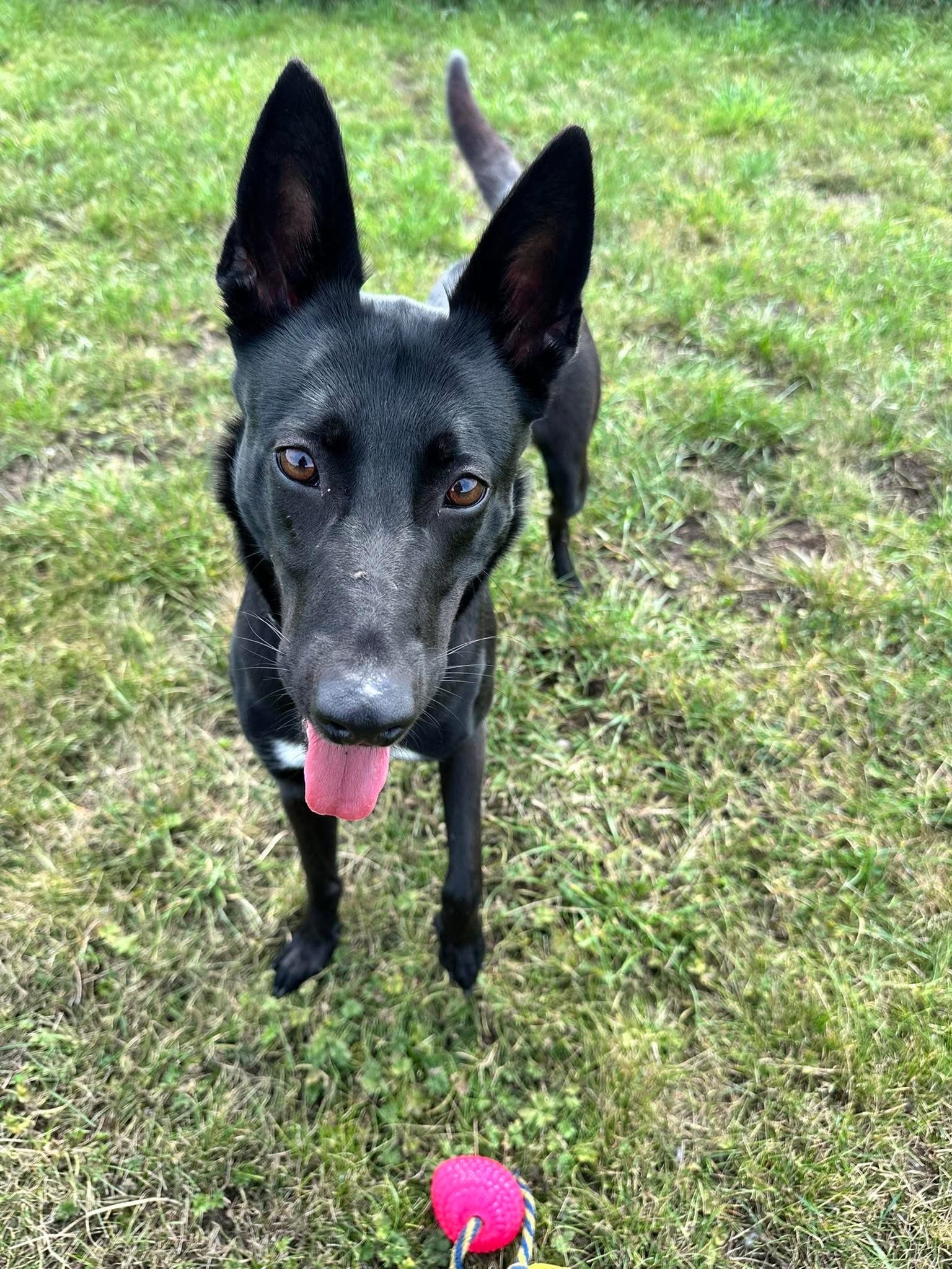 Dory, a 1 year old female Belgian Malinois available for adoption from Maxis Mates in North Yorkshire