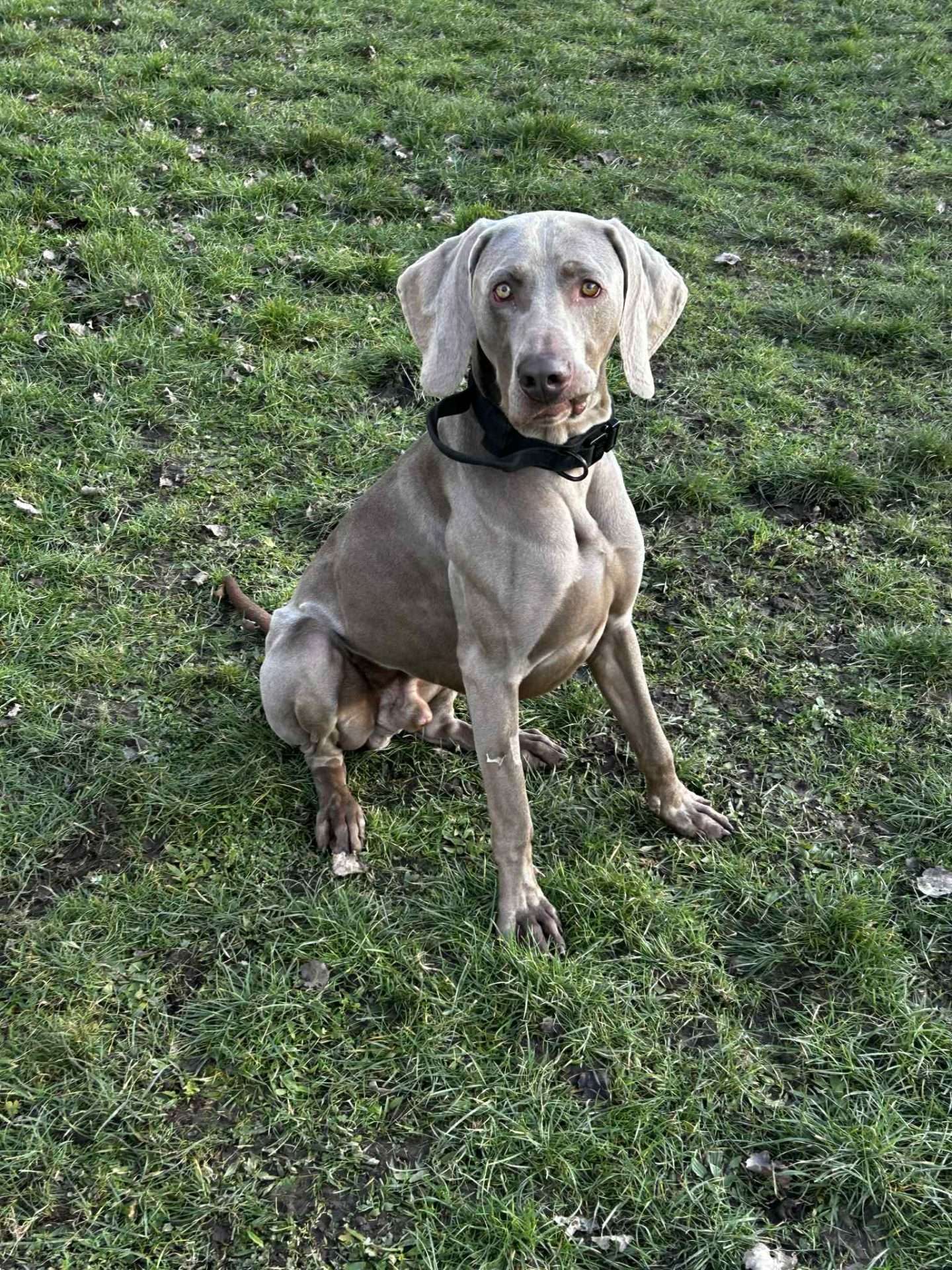 Sebby Working With Potential Owners, a 2 years old male Weimaraner available for adoption from North Clwyd Animal Rescue in Wales
