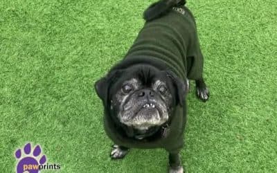 Chilli, a 8 years old male Pug available for adoption from Pawprints Dog Rescue in Warwickshire