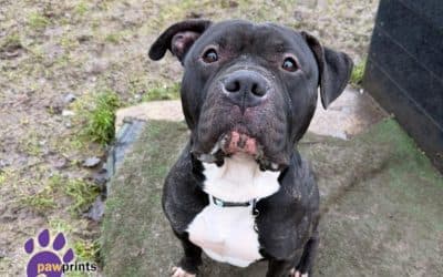 Billy, a 3 years old male Staffordshire Bull Terrier available for adoption from Pawprints Dog Rescue in Warwickshire