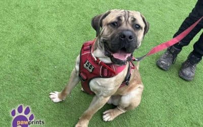 Dustin, a 2 years old male Mastiff available for adoption from Pawprints Dog Rescue in Warwickshire