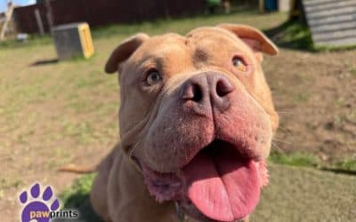 Dart, a 3 years old male Pocket Bully available for adoption from Pawprints Dog Rescue in Warwickshire