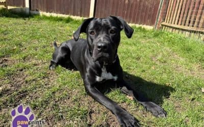 Eleanor, a 2 years old female Crossbreed available for adoption from Pawprints Dog Rescue in Warwickshire