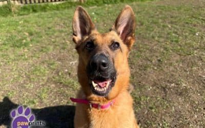 Jojo, a 6 years old female German Shepherd available for adoption from Pawprints Dog Rescue in Warwickshire