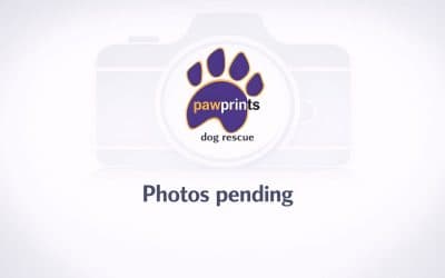 Blue, a 1 year old male Staffordshire Bull Terrier available for adoption from Pawprints Dog Rescue in Warwickshire