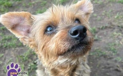 Maggie, a 14 years old female Yorkshire Terrier available for adoption from Pawprints Dog Rescue in Warwickshire