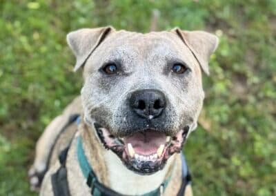 Louie, a 9 years old male Shar Pei x Staffordshire Bull Terrier available for adoption from RSPCA in East Sussex