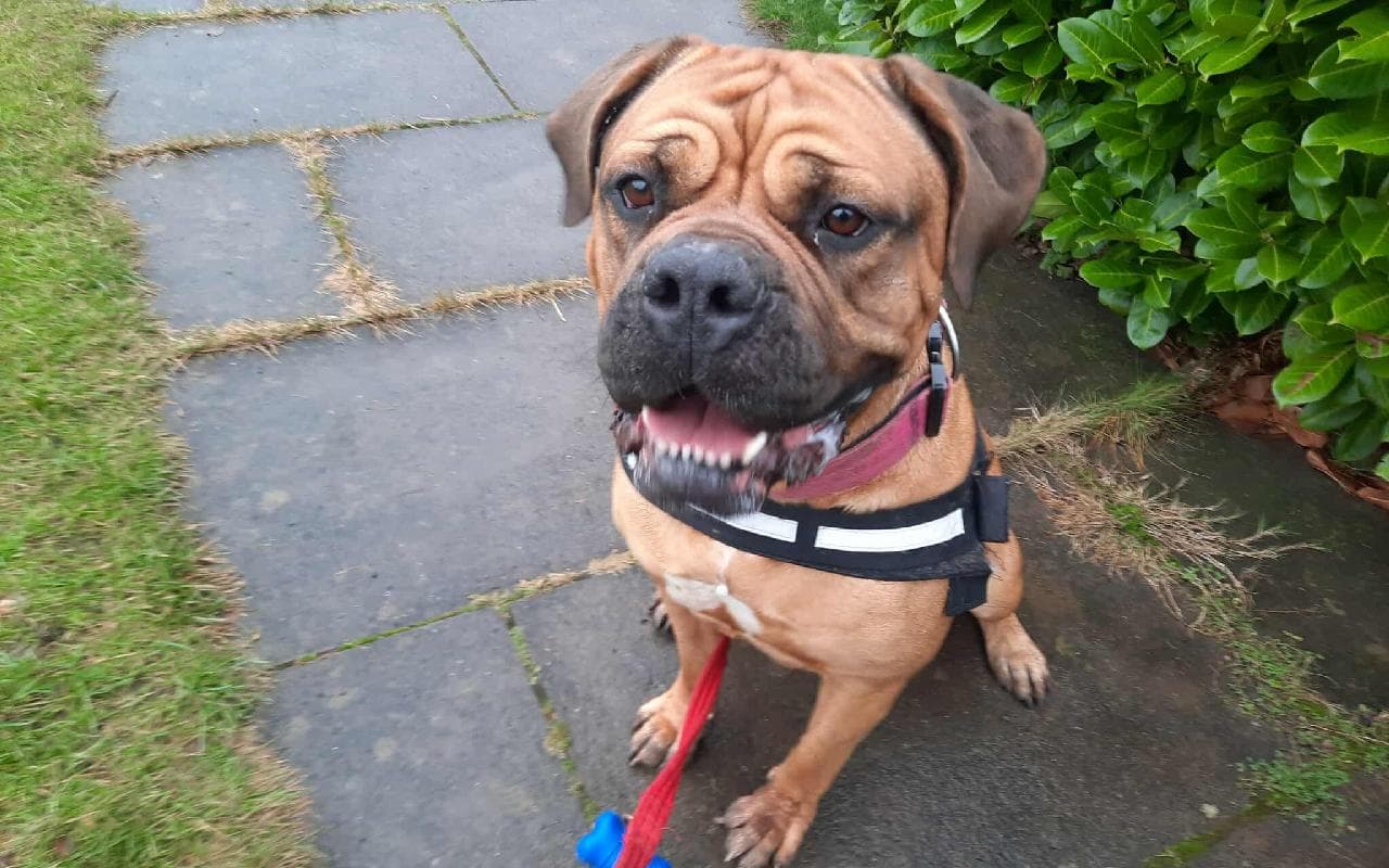 Leia, a 5 years old female Bullmastiff available for adoption from Scottish SPCA in Scotland