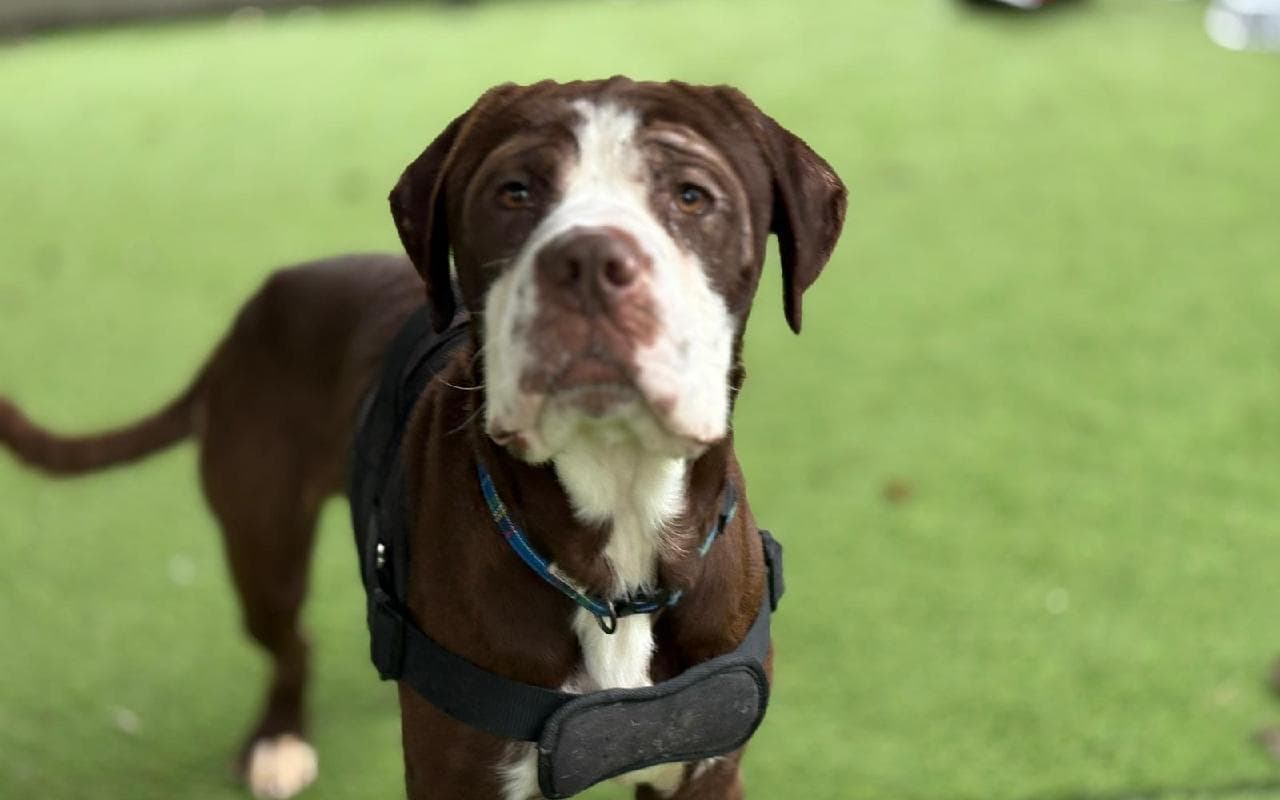 Bhodi, a 5 years old male Mastiff available for adoption from Scottish SPCA in Scotland