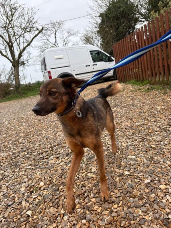 Figgy, a 6 months old male Italian Greyhound X Whippet available for adoption from Safe Rescue For Dogs in Norfolk