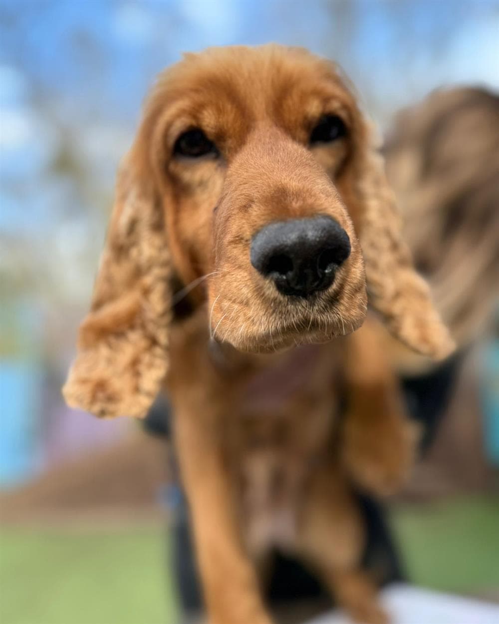 Bumble, a 8 years old female Cocker Spaniel available for adoption from St Giles Animal Welfare in Somerset