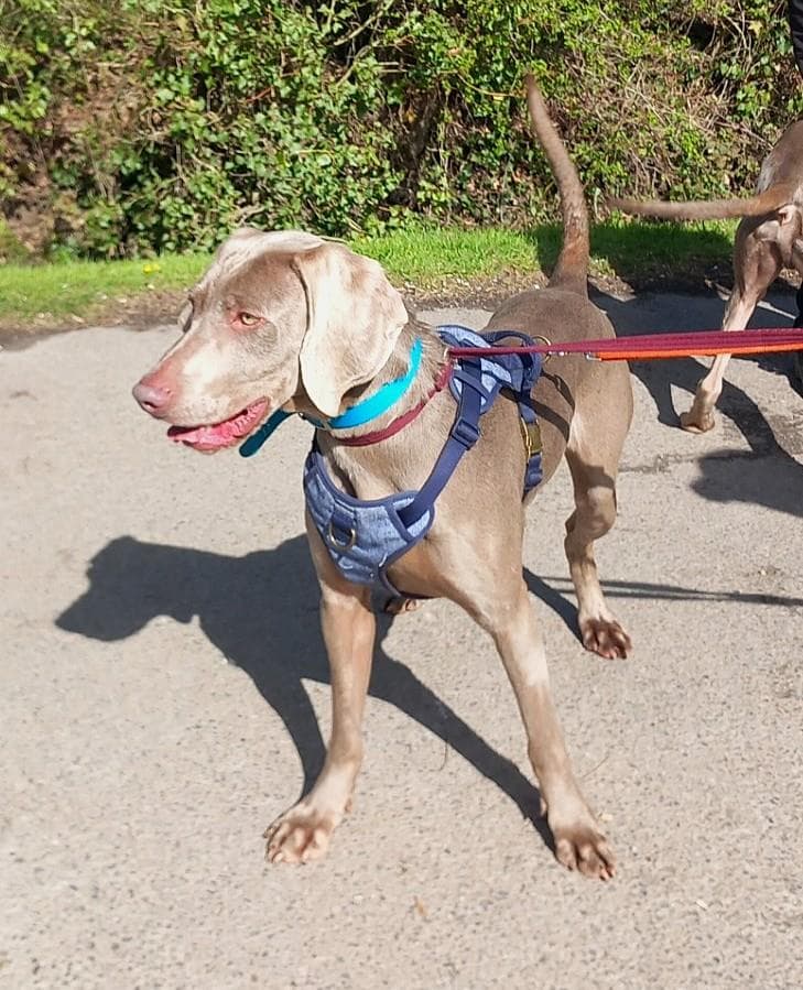 Henry, a 2 years old male Weimaraner available for adoption from St Giles Animal Welfare in Somerset