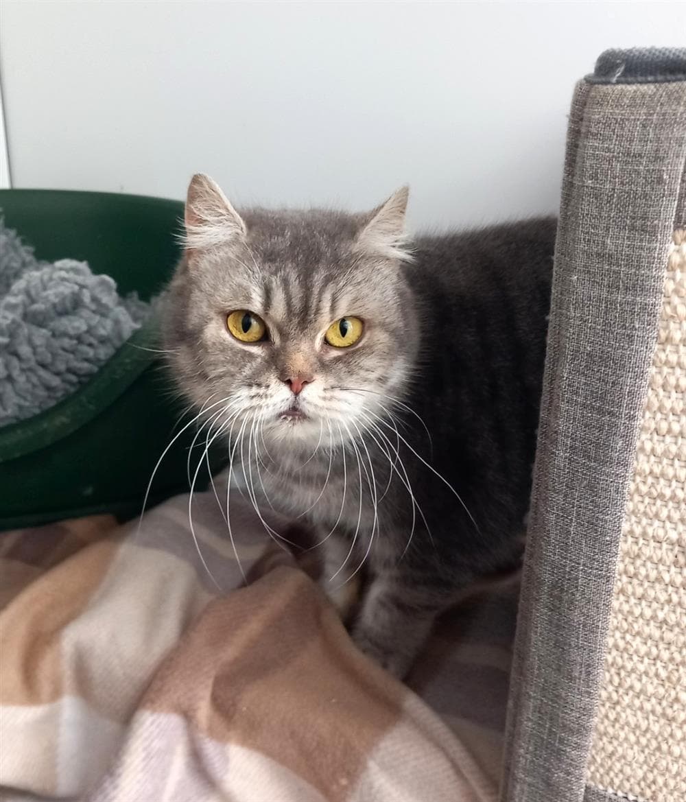 Judy, a 6 years old female Bulldog available for adoption from St Giles Animal Welfare in Somerset