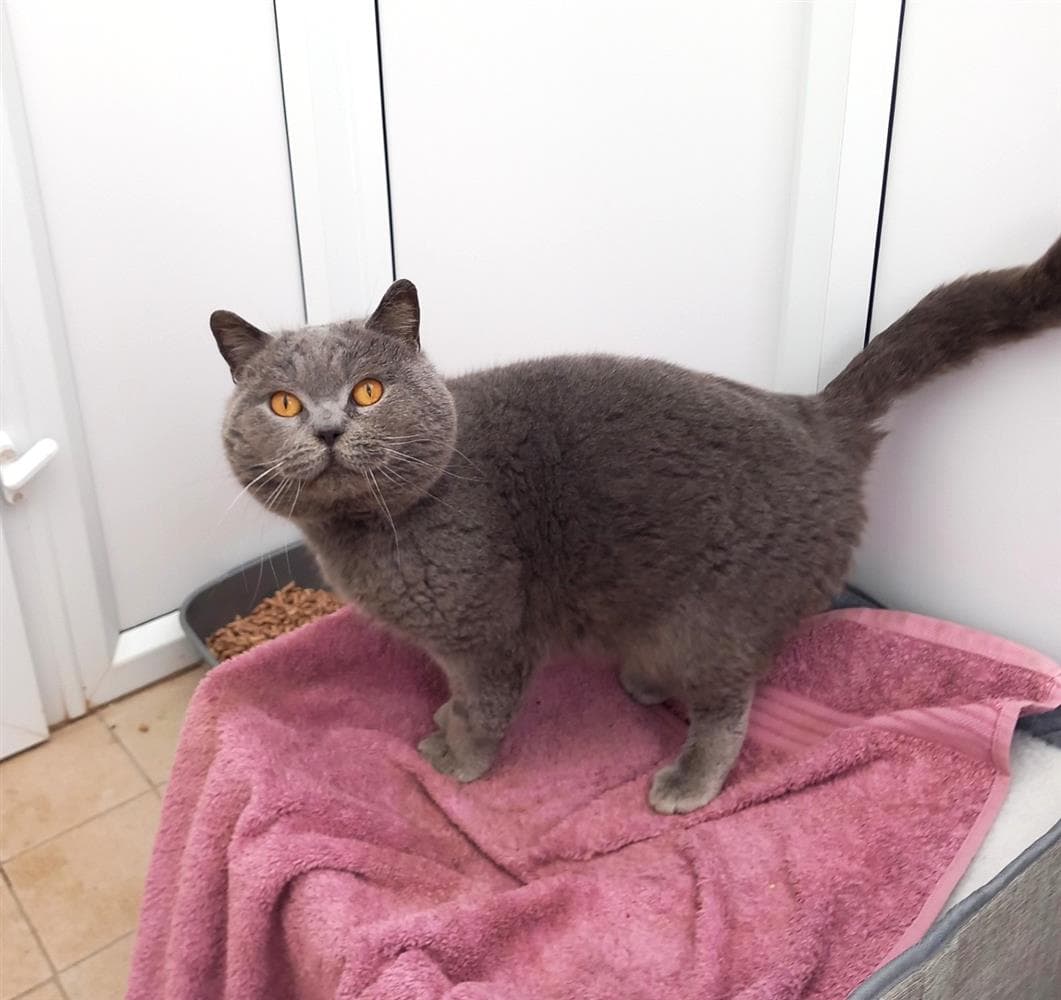 Daniel, a 6 years old male Bulldog available for adoption from St Giles Animal Welfare in Somerset