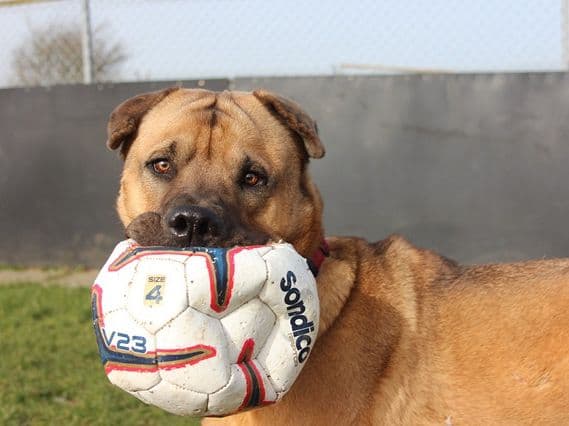 Claude, a 3 years old male Shar Pei available for adoption from Stokenchurch Dog Rescue in Buckinghamshire