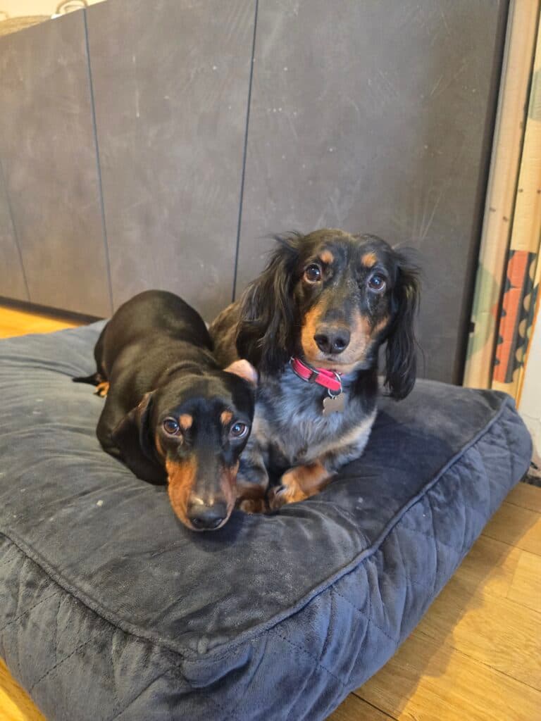 Cooper And Daisy, a 5 years old female Dachshund available for adoption from The Red Foundation in Cambridgeshire