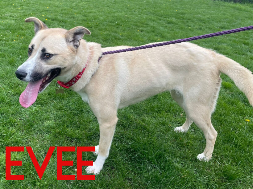 Evee, a 5 years old female Siberian Husky available for adoption from Three Counties Dog Rescue in Lincolnshire