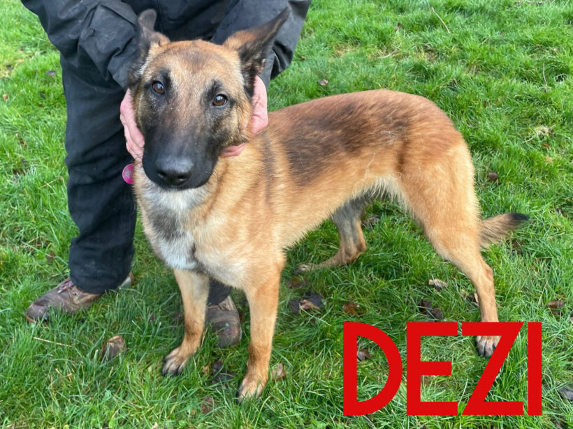 Dezi, a 5 years old female Belgian Malinois available for adoption from Three Counties Dog Rescue in Lincolnshire