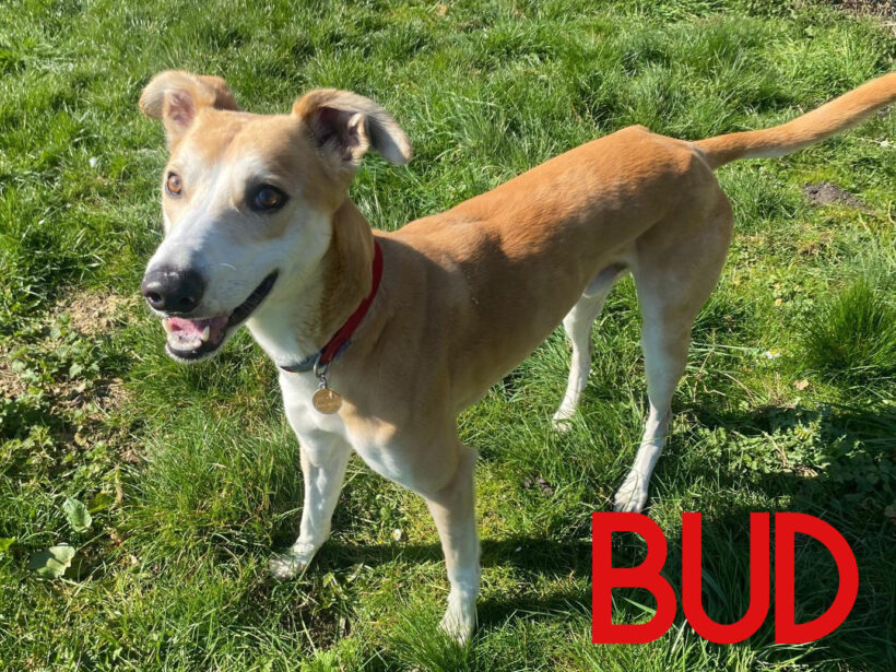 Bud, a 7 years old male Saluki available for adoption from Three Counties Dog Rescue in Lincolnshire