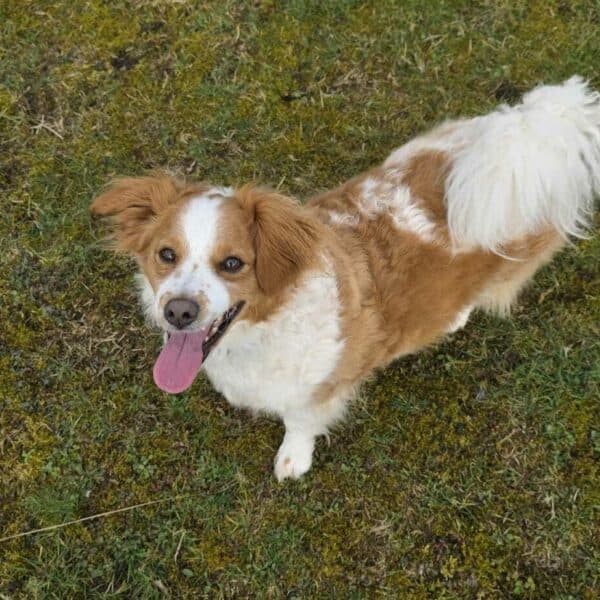 Max, a 4 years old male Cavalier King Charles Spaniel X Bichon Frise available for adoption from Mrs Murray's in Scotland