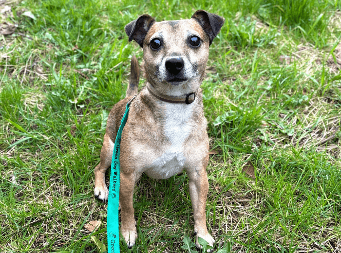 Bruce, a 5 years old male Jack Russell Terrier available for adoption from USPCA in Northern Ireland