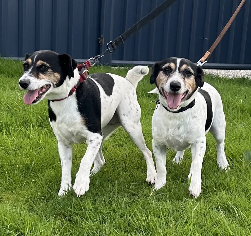 Elvis & Priscilla – Found A Home, a 11 years old female Jack Russell Terrier available for adoption from Wadars in East Sussex