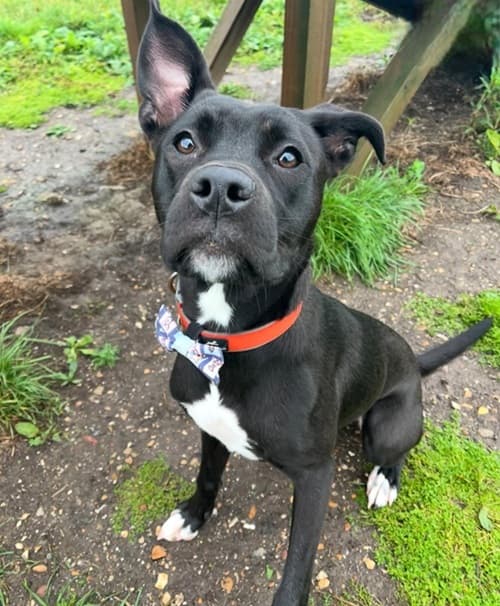 Lottie, a 2 years old female Staffordshire Bull Terrier available for adoption from Wadars in East Sussex