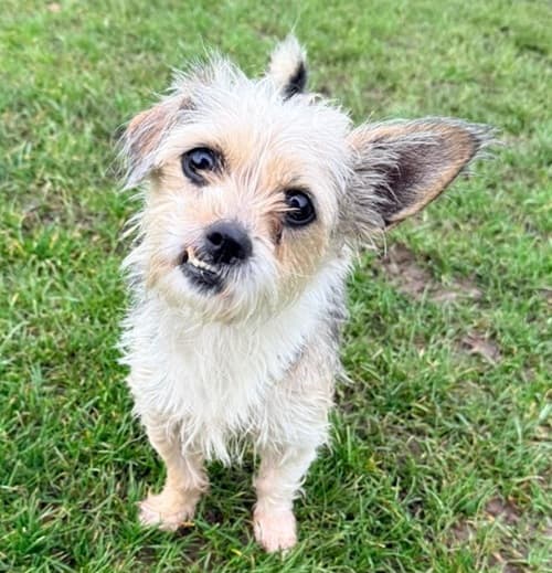 Luna, a 3 years old female Yorkshire Terrier available for adoption from Wadars in East Sussex
