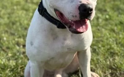 Teddy, a 2 years old male Soft Coated Wheaten Terrier available for adoption from Warrington Animal Welfare in Cheshire