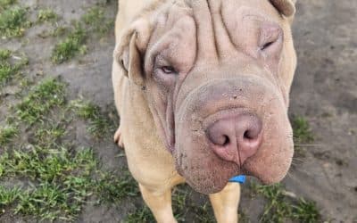 Sheldon, a 2 years old male Shar Pei available for adoption from Warrington Animal Welfare in Cheshire