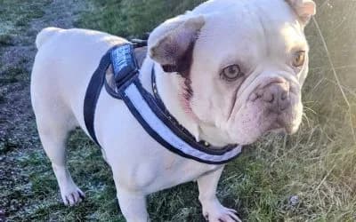 Alfie, a 5 years old male French Bulldog available for adoption from Warrington Animal Welfare in Cheshire