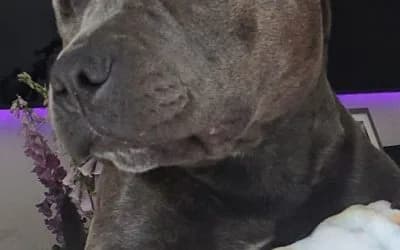 Ruby, a Unknown old female Soft Coated Wheaten Terrier available for adoption from Warrington Animal Welfare in Cheshire