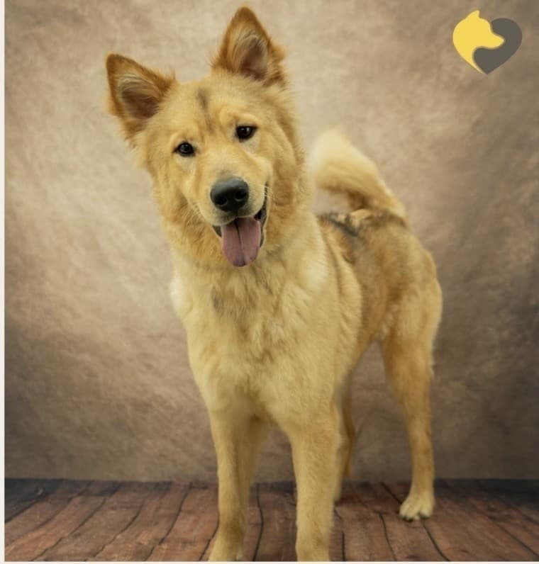 Broxy, a 2 years old male Canaan Dog available for adoption from Al Mayya K9 Adoption in Surrey