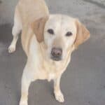 Delores, a 4 years old female Labrador available for adoption from Almost Home NI in Northern Ireland
