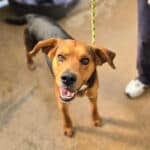 Dan, a 2 years old male Beagle available for adoption from Almost Home NI in Northern Ireland